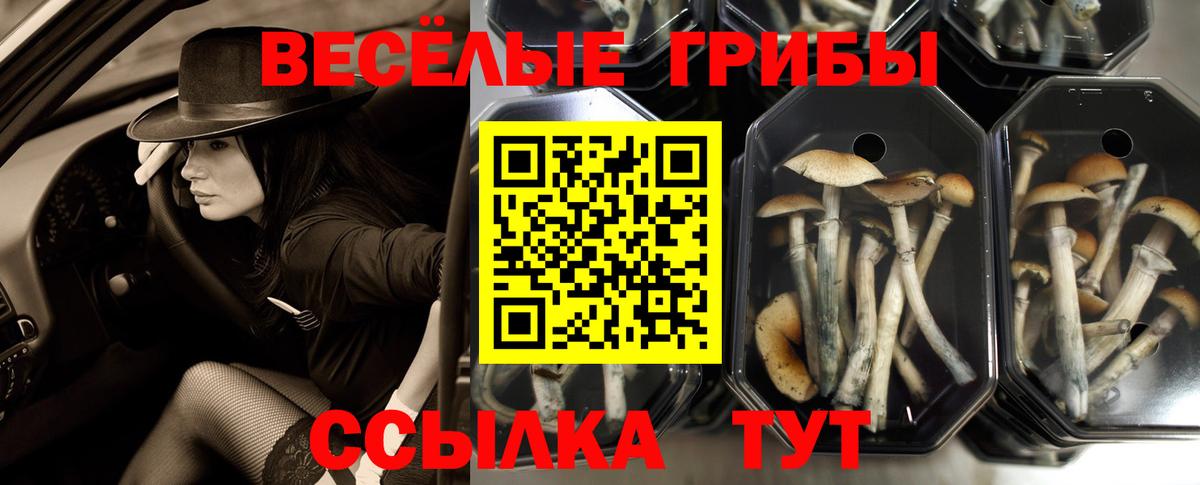 Галлюциногенные грибы GOLDEN TEACHER Усть-Илимск
